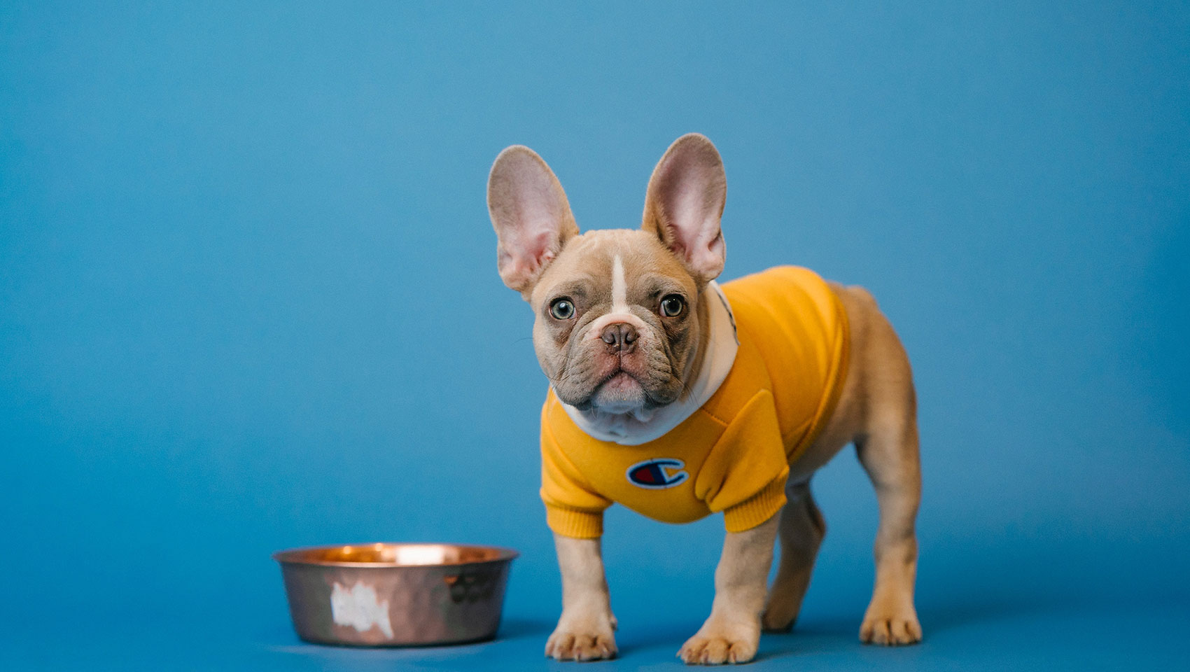 theta french bulldog