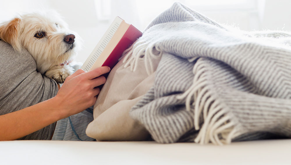 Dog in Bed