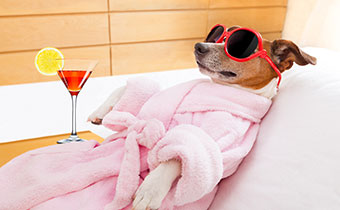 Dog in rode with sunglasses and cocktail