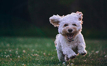 running dog in grass